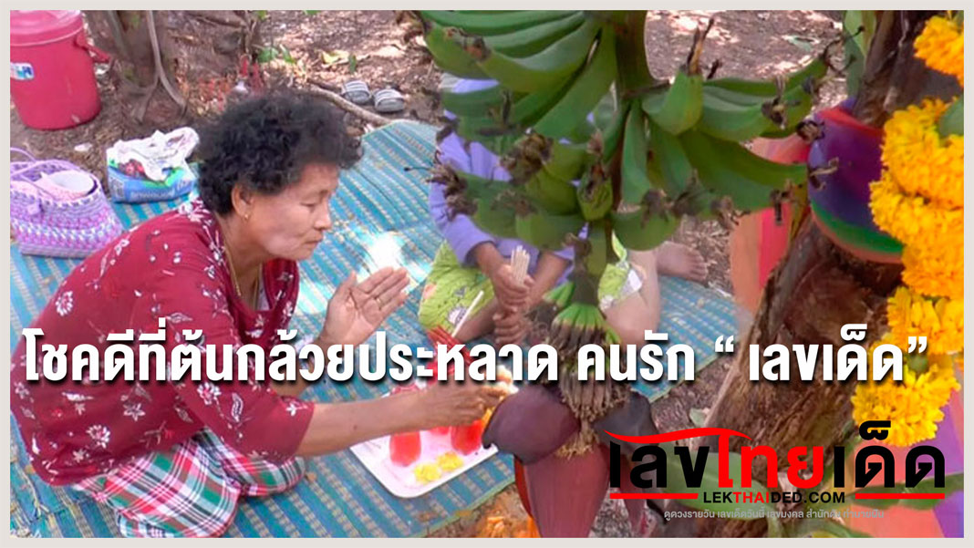 โชคดีที่ต้นกล้วยประหลาด คนรัก "เลขเด็ด"
