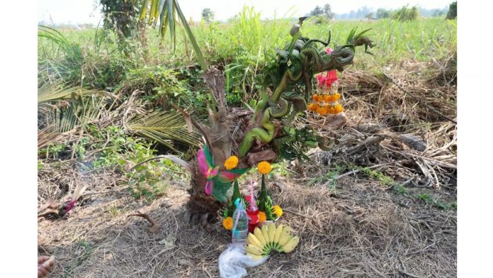 ชาวบ้านแห่ขอ “เลขเด็ด” ต้นมะพร้าวน้ำหอมคล้ายพญานาค