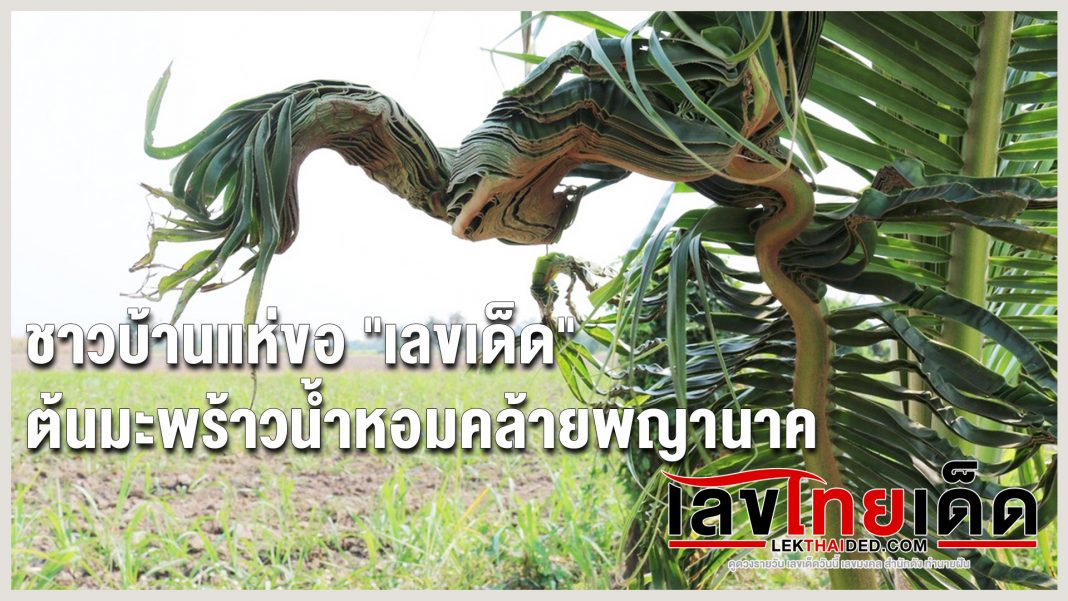 ชาวบ้านแห่ขอ “เลขเด็ด” ต้นมะพร้าวน้ำหอมคล้ายพญานาค