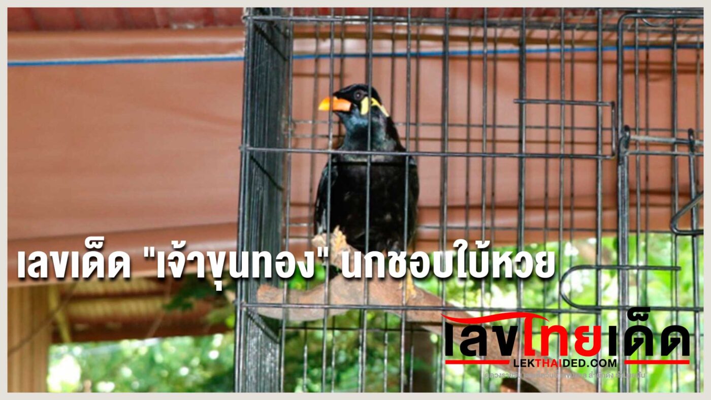 เลขเด็ด "เจ้าขุนทอง" นกชอบใบ้หวย