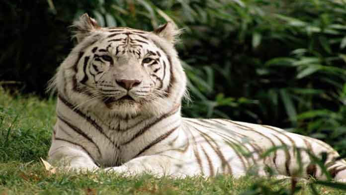 เสือสีขาว