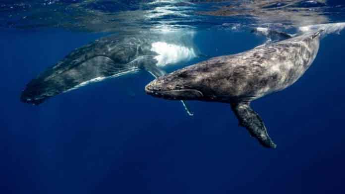 ฝันเห็นวาฬ หลาย ตัว
